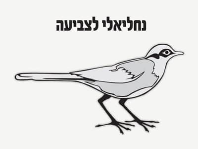 נחליאלי לצביעה